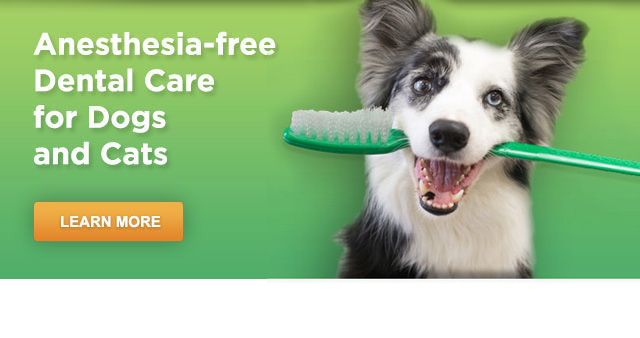 Pet Dental Services Anesthesia Free Teeth Cleaning for Dogs and Cats; dog  teeth cleaning, dog dental care, cat teeth care, dog teeth problem, pet  dental hygiene