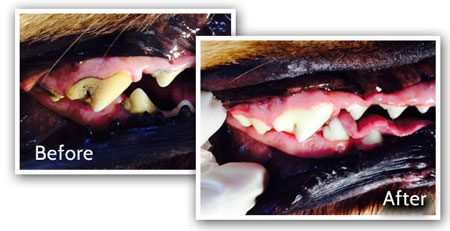 Before non-anesthetic dental and After POPD Picture - Pet Dental Services