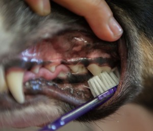 Prevent bleeding gums by brushing and regular professional animal dental cleanings.